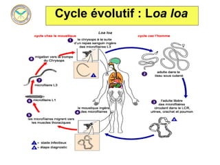 Cycle évolutif : Loa loa
 