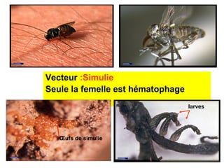Vecteur :Simulie 
Seule la femelle est hématophage 
                                    larves




   Œufs de simulie
 