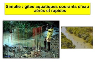 Simulie : gîtes aquatiques courants d’eau 
                  aérés et rapides
 