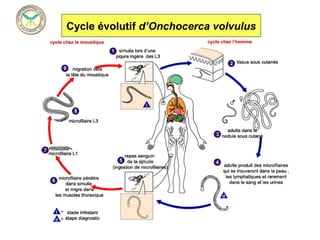 Cycle évolutif d’Onchocerca volvulus
 