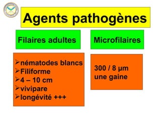 Agents pathogènes
Filaires adultes    Microfilaires

nématodes blancs
Filiforme          300 / 8 µm
4 – 10 cm          une gaine
vivipare
longévité +++
 