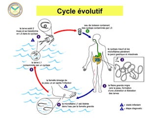 Cycle évolutif
 
