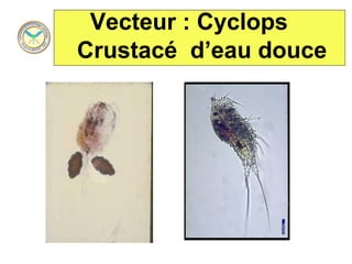 Vecteur : Cyclops
Crustacé d’eau douce
 