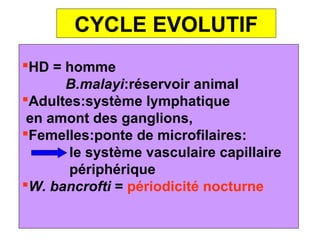 CYCLE EVOLUTIF
HD = homme
      B.malayi:réservoir animal
Adultes:système lymphatique
 en amont des ganglions,
Femelles:ponte de microfilaires:
       le système vasculaire capillaire
       périphérique
W. bancrofti = périodicité nocturne
 