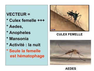 VECTEUR =
* Culex femelle +++
* Aedes,
* Anopheles            CULEX FEMELLE
* Mansonia
* Activité : la nuit
* Seule la femelle
  est hématophage

                           AEDES
 
