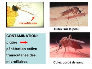 microfilaires
                         Culex sur la peau

CONTAMINATION:
piqûre
pénétration active
transcutanée des
microfilaires            Culex gorgé de sang
 