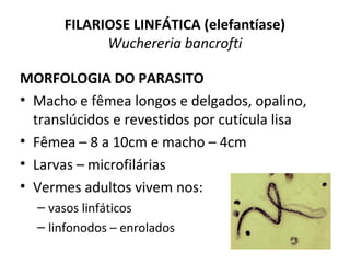 FILARIOSE LINFÁTICA (elefantíase)
Wuchereria bancrofti
MORFOLOGIA DO PARASITO
• Macho e fêmea longos e delgados, opalino,
translúcidos e revestidos por cutícula lisa
• Fêmea – 8 a 10cm e macho – 4cm
• Larvas – microfilárias
• Vermes adultos vivem nos:
– vasos linfáticos
– linfonodos – enrolados
 