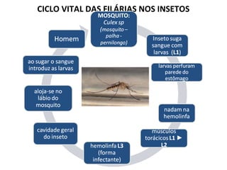 CICLO VITAL DAS FILÁRIAS NOS INSETOS
 