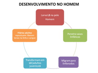 DESENVOLVIMENTO NO HOMEM
 