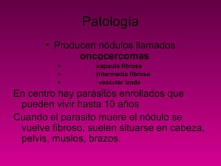Patología
• Producen nódulos llamados
oncocercomas
» capsula fibrosa
» intermedia fibrosa
» vascular izada
En centro hay parásitos enrollados que
pueden vivir hasta 10 años
Cuando el parasito muere el nódulo se
vuelve fibroso, suelen situarse en cabeza,
pelvis, muslos, brazos.
 