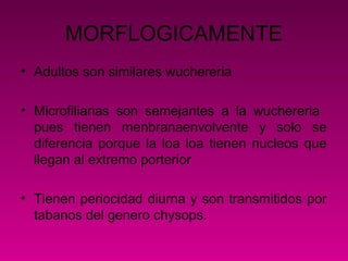MORFLOGICAMENTE
• Adultos son similares wuchereria
• Microfiliarias son semejantes a la wuchereria
pues tienen menbranaenvolvente y solo se
diferencia porque la loa loa tienen nucleos que
llegan al extremo porterior
• Tienen periocidad diurna y son transmitidos por
tabanos del genero chysops.
 