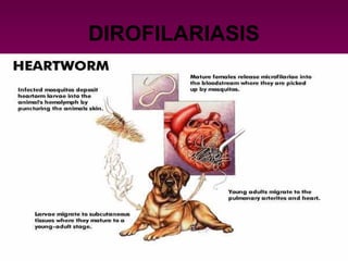DIROFILARIASIS
 