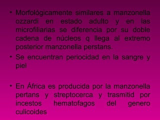 • Morfológicamente similares a manzonella
ozzardi en estado adulto y en las
microfiliarias se diferencia por su doble
cadena de núcleos q llega al extremo
posterior manzonella perstans.
• Se encuentran periocidad en la sangre y
piel
• En África es producida por la manzonella
pertans y streptocerca y trasmitid por
incestos hematofagos del genero
culicoides
 