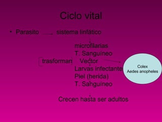 Ciclo vital
• Parasito sistema linfático
microfilarias
T. Sanguíneo
trasforman Vector
Larvas infectantes
Piel (herida)
T. Sanguíneo
Crecen hasta ser adultos
Colex
Aedes anopheles
 