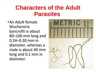 Characters of the Adult
Parasites
•An Adult female
Wuchereria
bancrofti is about
80–100 mm long and
0.24–0.30 mm in
diameter, whereas a
male is about 40 mm
long and 0.1 mm in
diameter.
 