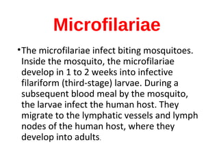 Microfilariae
•The microfilariae infect biting mosquitoes.
Inside the mosquito, the microfilariae
develop in 1 to 2 weeks into infective
filariform (third-stage) larvae. During a
subsequent blood meal by the mosquito,
the larvae infect the human host. They
migrate to the lymphatic vessels and lymph
nodes of the human host, where they
develop into adults.
 