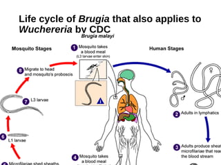 Life cycle of Brugia that also applies to
Wuchereria by CDC
 