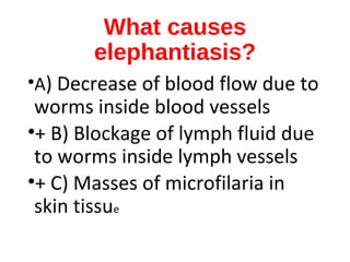 What causes
elephantiasis?
•A) Decrease of blood flow due to
worms inside blood vessels
•+ B) Blockage of lymph fluid due
to worms inside lymph vessels
•+ C) Masses of microfilaria in
skin tissue
 