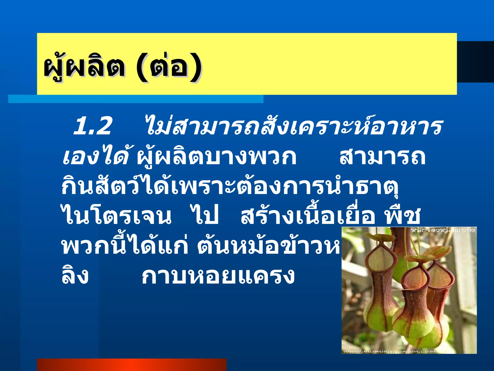 ผู้ผลิต  ( ต่อ ) 1.2  ไม่สามารถสังเคราะห์อาหารเองได้   ผู้ผลิตบางพวก สามารถกินสัตว์ได้เพราะต้องการนำธาตุไนโตรเจน ไป สร้างเนื้อเยื่อ พืชพวกนี้ได้แก่ ต้นหม้อข้าวหม้อแกงลิง  กาบหอยแครง 