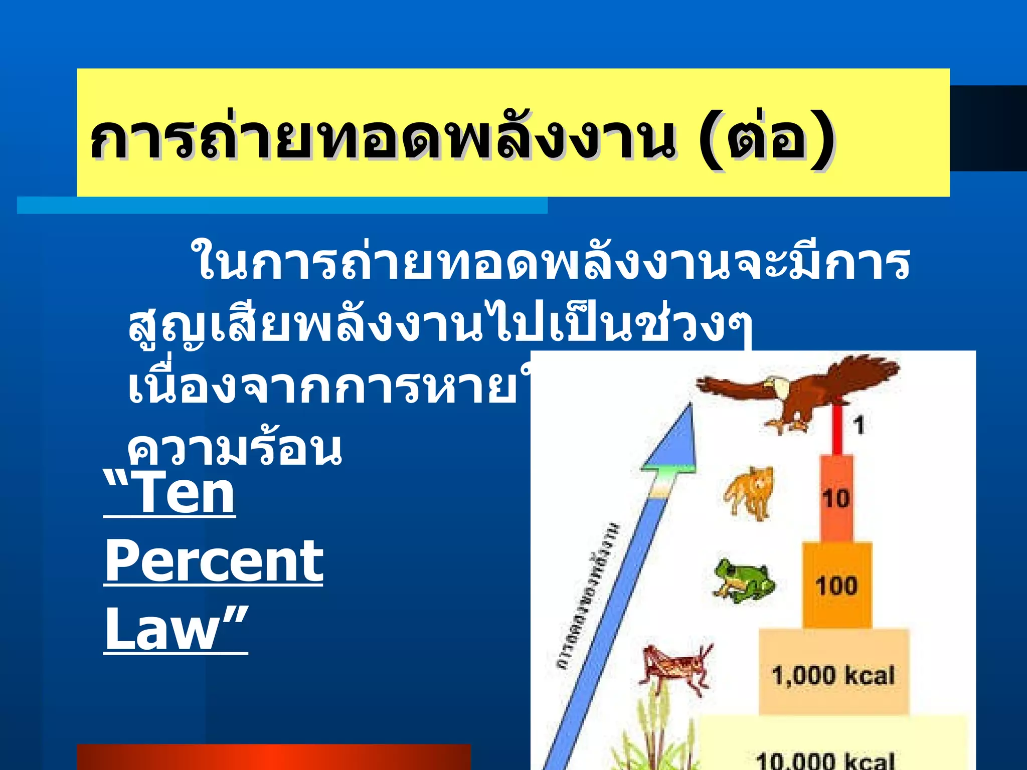 การถ่ายทอดพลังงาน  ( ต่อ ) ในการถ่ายทอดพลังงานจะมีการสูญเสียพลังงานไปเป็นช่วงๆ เนื่องจากการหายใจ และการคายความร้อน “ Ten Percent Law ” 