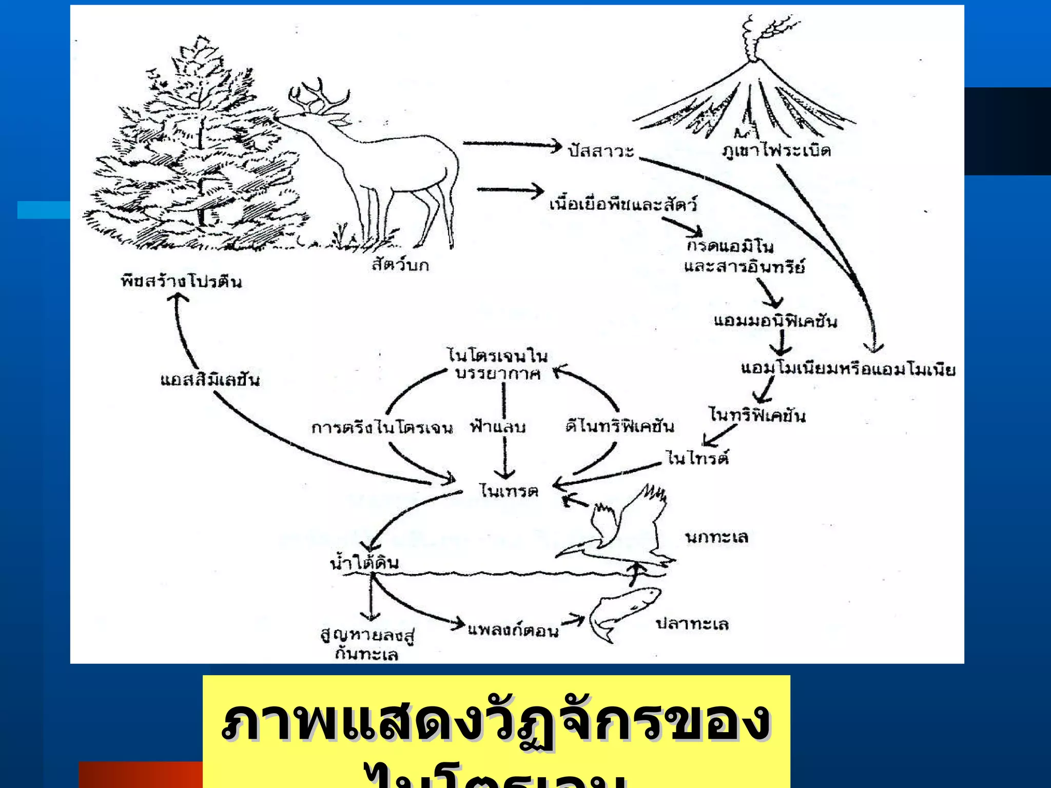 ภาพแสดงวัฏจักรของไนโตรเจน 