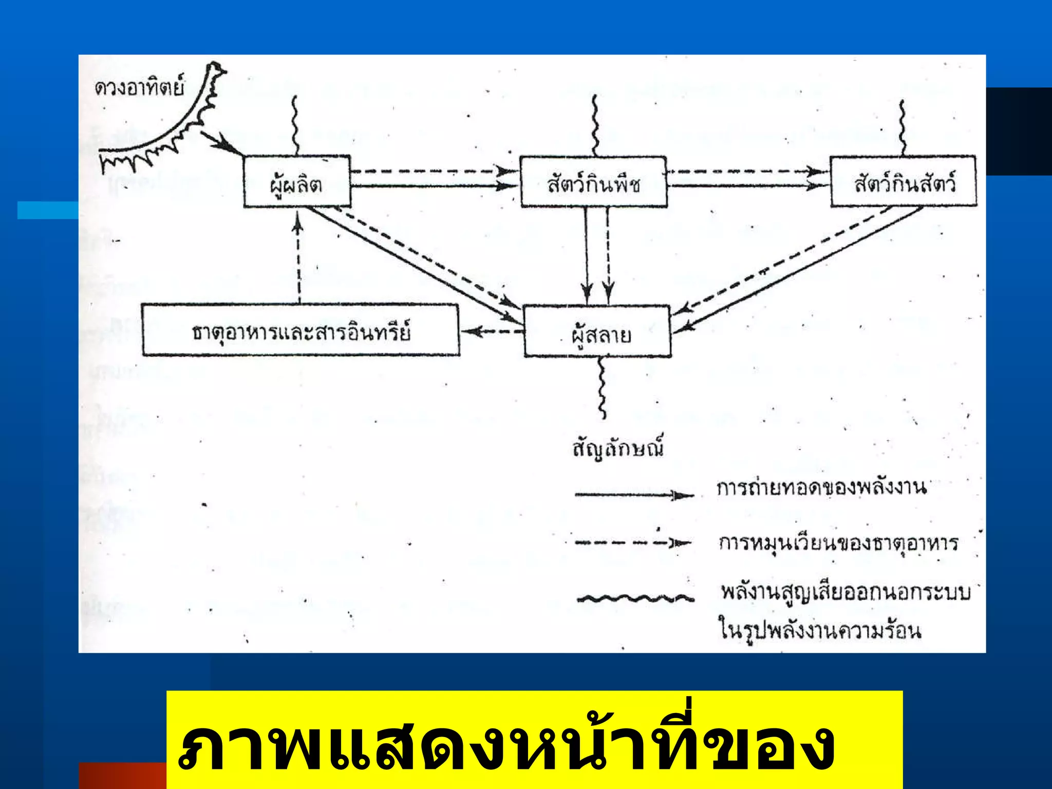 ภาพแสดงหน้าที่ของระบบนิเวศ 