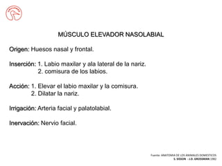 MÚSCULO ELEVADOR NASOLABIAL
Origen: Huesos nasal y frontal.
Inserción: 1. Labio maxilar y ala lateral de la nariz.
2. comisura de los labios.
Acción: 1. Elevar el labio maxilar y la comisura.
2. Dilatar la nariz.
Irrigación: Arteria facial y palatolabial.
Inervación: Nervio facial.
Fuente: ANATOMIA DE LOS ANIMALES DOMESTICOS
S. SISSON - J.D. GROSSMAN 1982
 