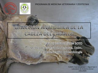FUENTE: Foto tomada por C. Miguel Sejin S
- Laboratorio de Anatomia Animal -
UNILLANOS
PROGRAMA DE MEDICINA VETERINARIA Y ZOOTECNIA
1
 