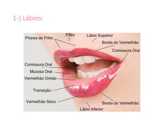 1-) Lábios:
 