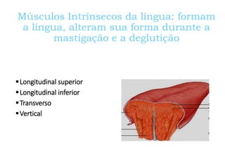 Músculos Intrínsecos da língua: formam
a língua, alteram sua forma durante a
mastigação e a deglutição
Longitudinal superior
Longitudinal inferior
Transverso
Vertical
 