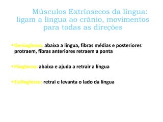 Músculos Extrínsecos da língua:
ligam a língua ao crânio, movimentos
para todas as direções
Genioglosso: abaixa a língua, fibras médias e posteriores
protraem, fibras anteriores retraem a ponta
Hioglosso: abaixa e ajuda a retrair a língua
Estiloglosso: retrai e levanta o lado da língua
 