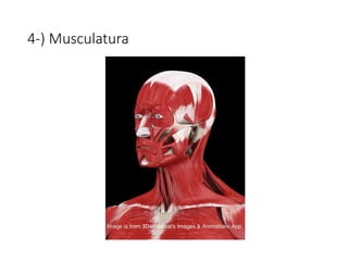 4-) Musculatura
 