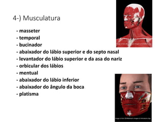 4-) Musculatura
- masseter
- temporal
- bucinador
- abaixador do lábio superior e do septo nasal
- levantador do lábio superior e da asa do nariz
- orbicular dos lábios
- mentual
- abaixador do lábio inferior
- abaixador do ângulo da boca
- platisma
 