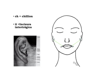 • ch = chillion
• ii =Incisura
intertrágica
 