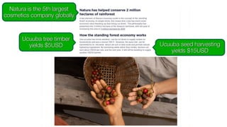 Ucuuba tree timber
yields $5USD Ucuuba seed harvesting
yields $15USD
Natura is the 5th largest
cosmetics company globally
 
