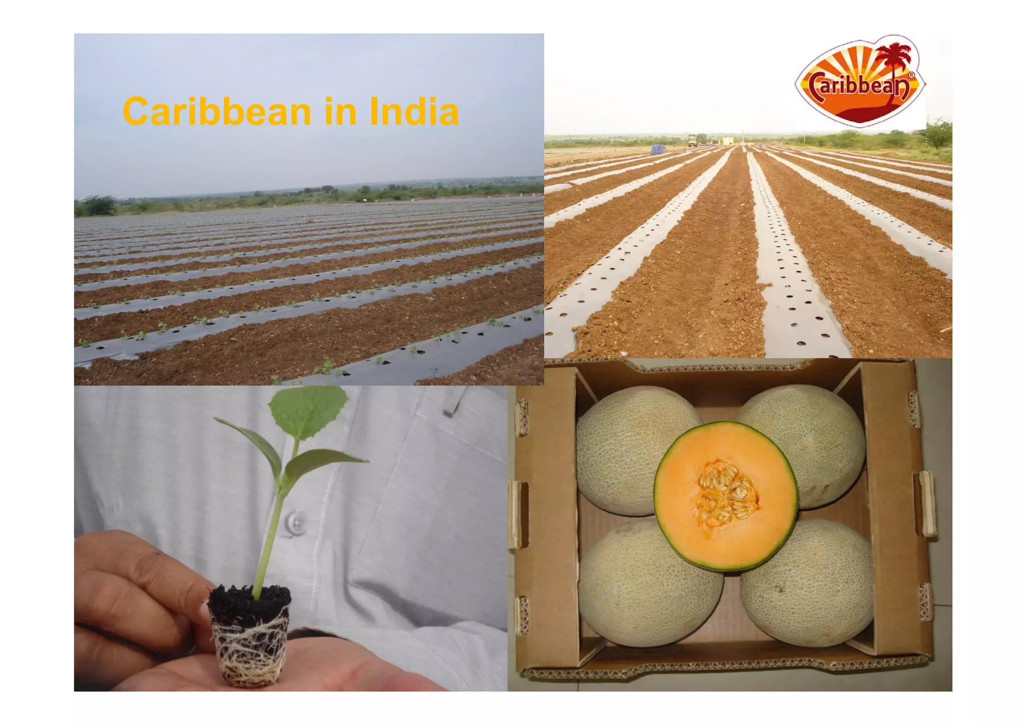 Caribbean in India
 