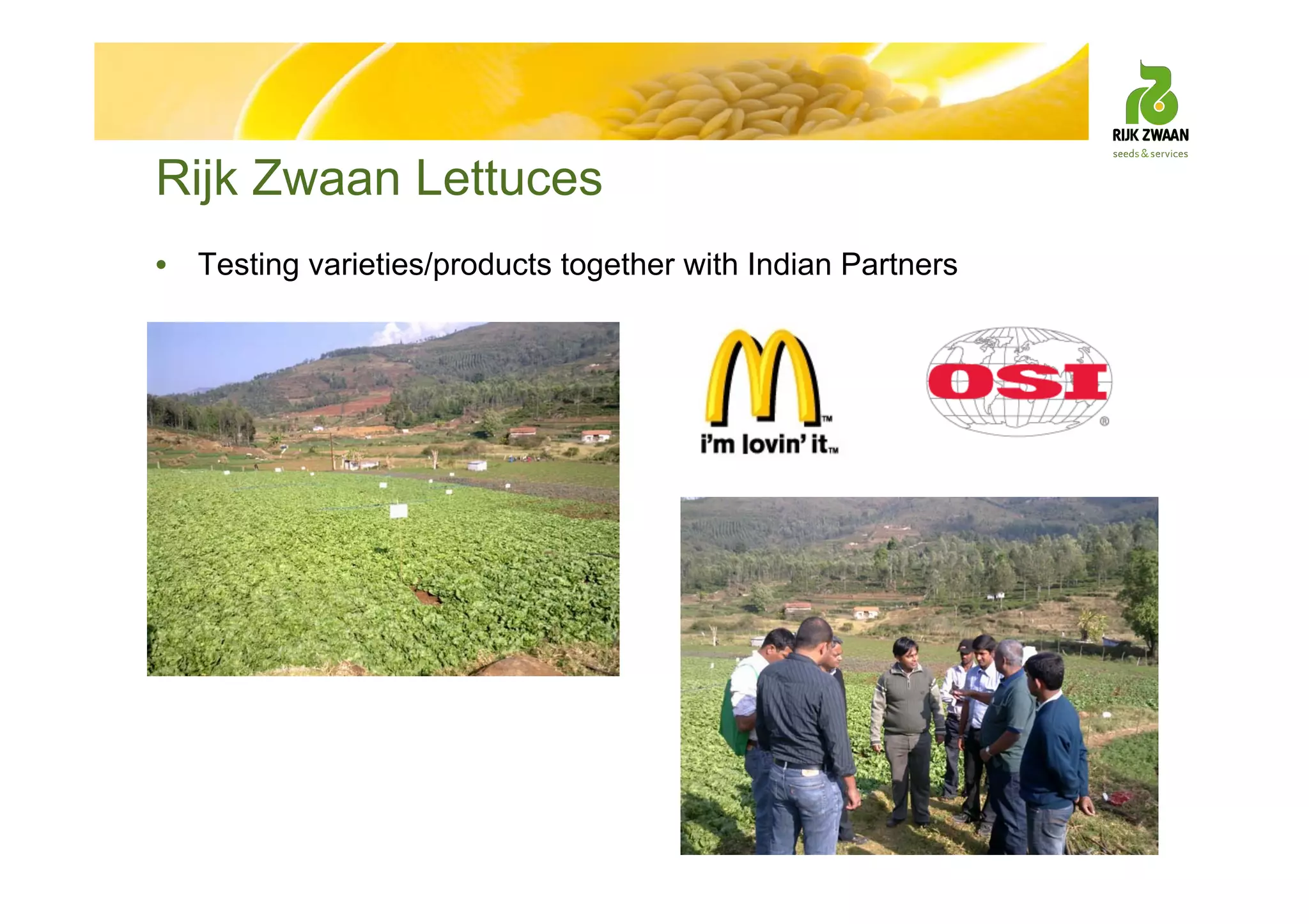 Rijk Zwaan Lettuces
• Testing varieties/products together with Indian Partners
 