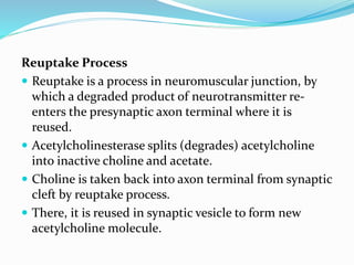 Neuromuscular junction | PPTX