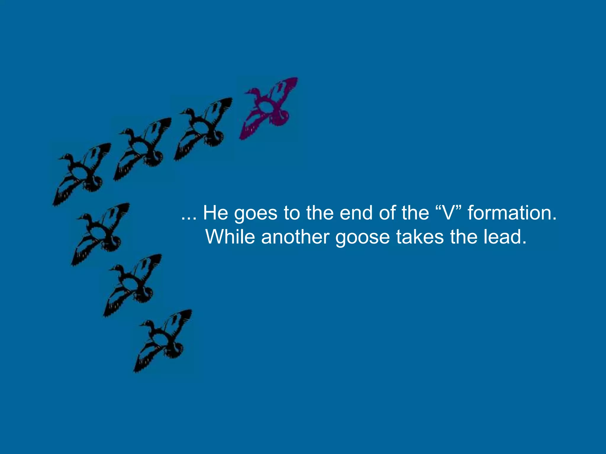 ... He goes to the end of the “V” formation.
    While another goose takes the lead.
 