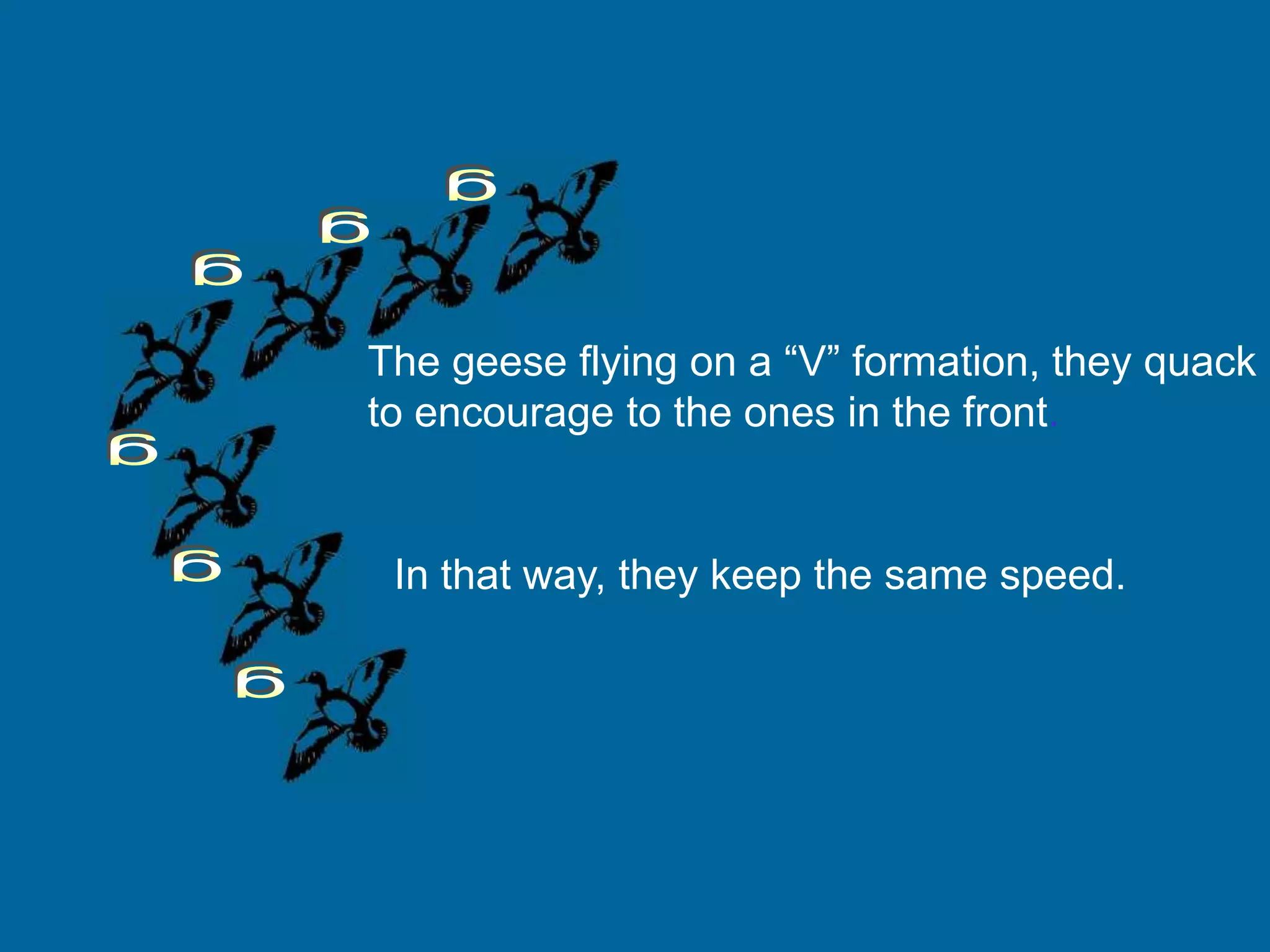 The geese flying on a “V” formation, they quack
to encourage to the ones in the front.


 In that way, they keep the same speed.
 