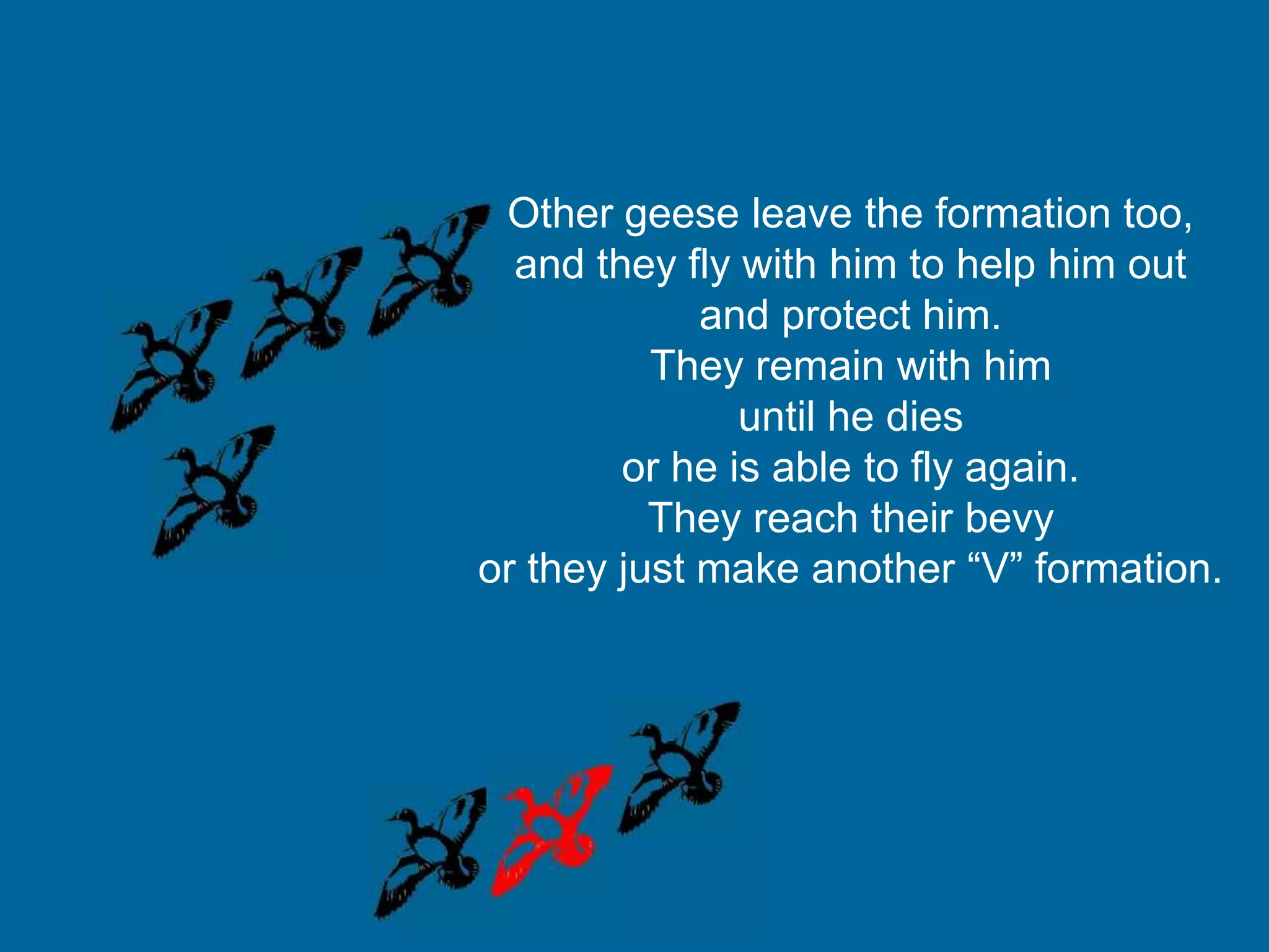 Other geese leave the formation too,
  and they fly with him to help him out
             and protect him.
          They remain with him
               until he dies
        or he is able to fly again.
          They reach their bevy
or they just make another “V” formation.
 