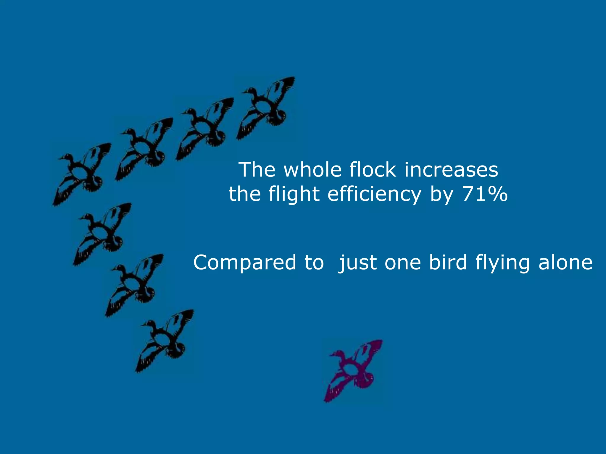 The whole flock increases
   the flight efficiency by 71%


Compared to just one bird flying alone
 