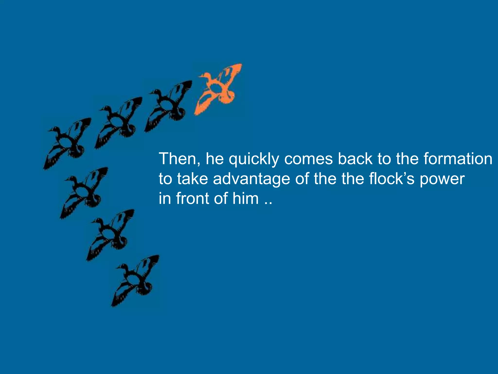 Then, he quickly comes back to the formation
to take advantage of the the flock’s power
in front of him ..
 