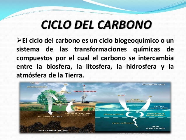 Ciclo del Carbono