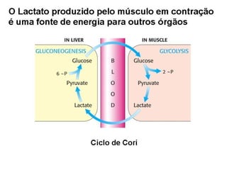 File1 4 gliconeogênese