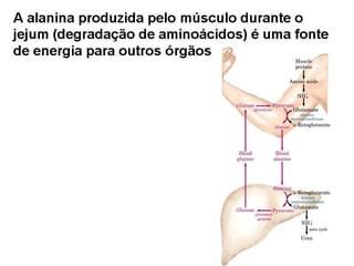 File1 4 gliconeogênese