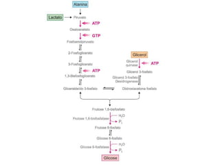 File1 4 gliconeogênese