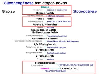 File1 4 gliconeogênese