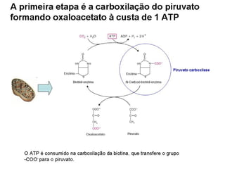 File1 4 gliconeogênese