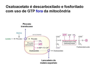 File1 4 gliconeogênese